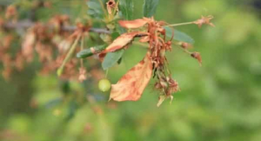 Příčiny třešňové moniliózy a jak vyléčit popáleninu pomocí léků a lidových léků